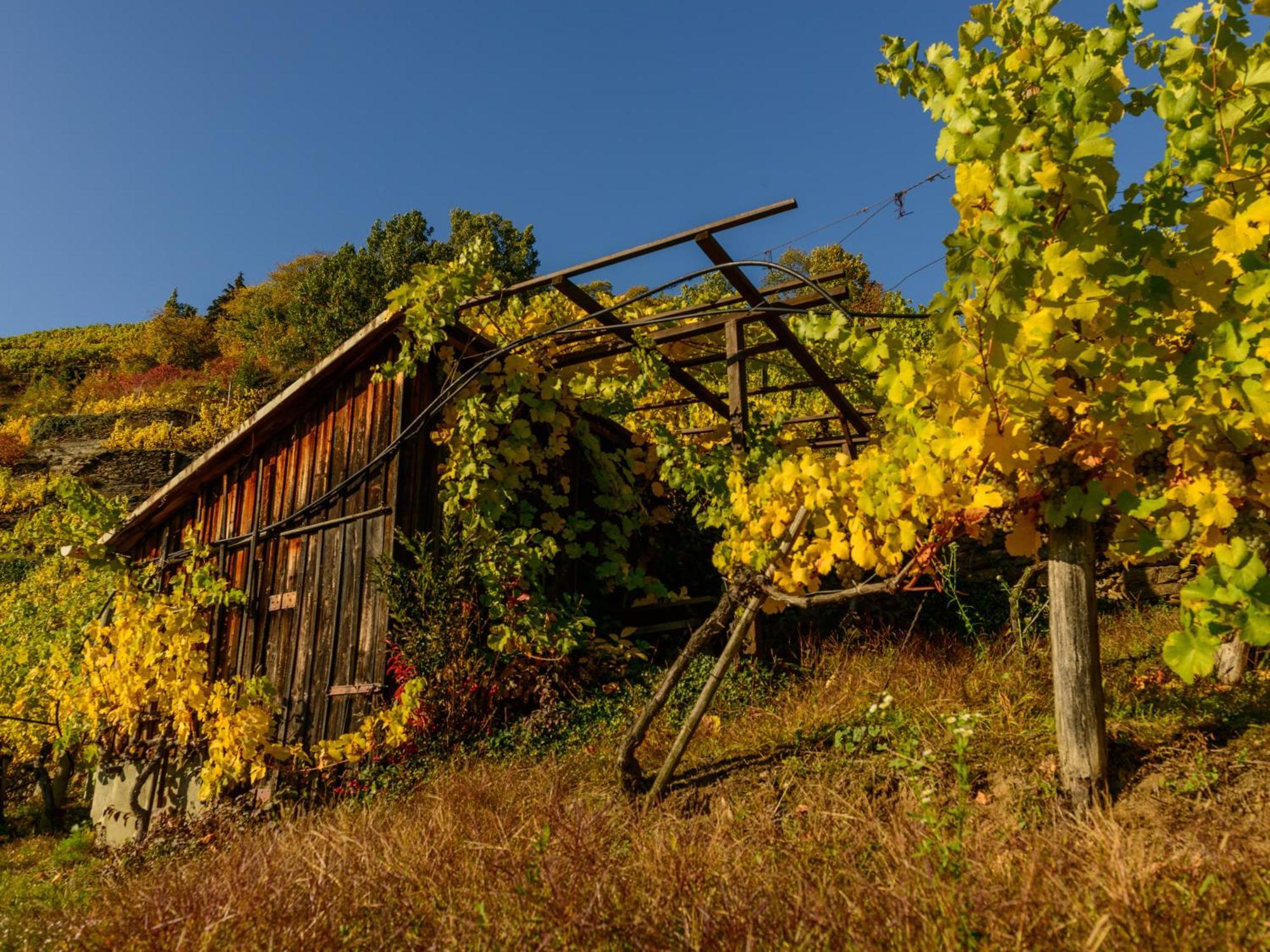 Ferienwohnung Weinbergblick Rohrendorf bei Krems Екстериор снимка